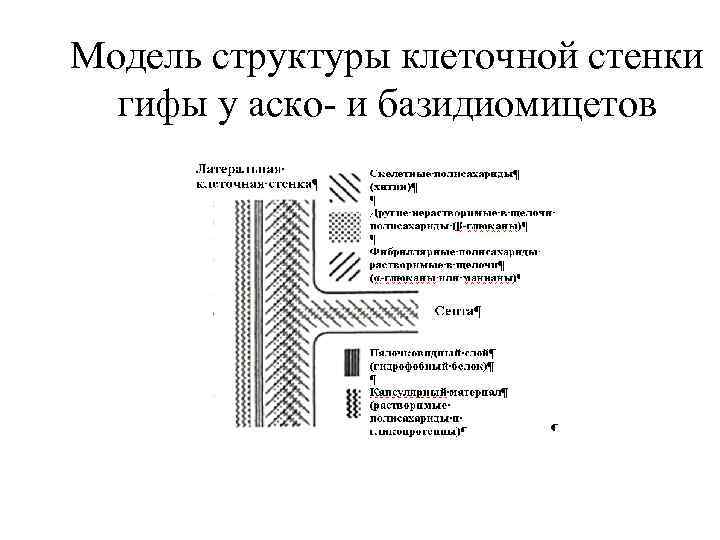 Модель структуры клеточной стенки гифы у аско- и базидиомицетов 