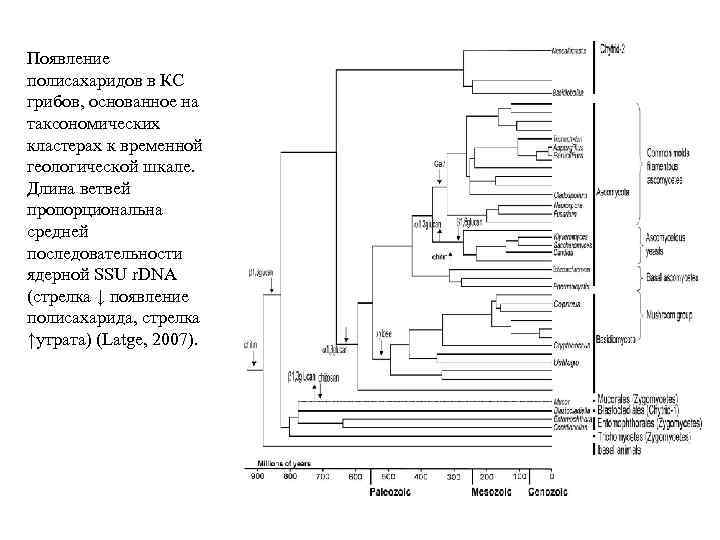 Появление полисахаридов в КС грибов, основанное на таксономических кластерах к временной геологической шкале. Длина
