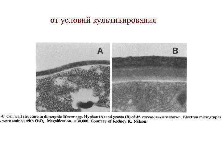 от условий культивирования 