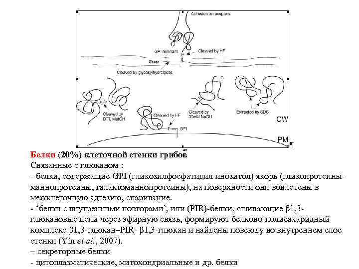 Белки (20%) клеточной стенки грибов Связанные с глюканом : - белки, содержащие GPI (гликозилфосфатидил