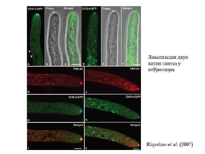 Локализация двух хитин синтаз у нейроспоры Riquelme et al. (2007) 