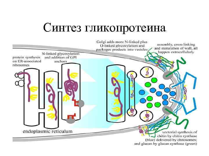 Белки клеточной стенки растений