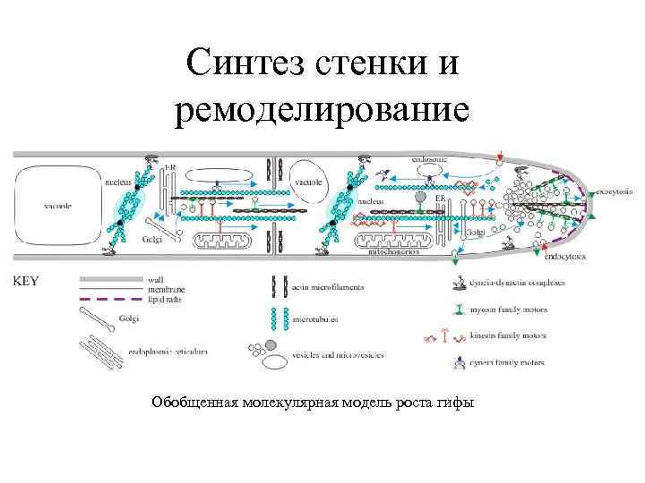 Синтез стенки и ремоделирование Обобщенная молекулярная модель роста гифы 