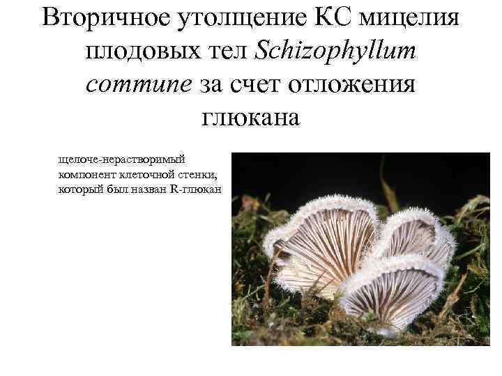 Вторичное утолщение КС мицелия плодовых тел Schizophyllum commune за счет отложения глюкана щелоче-нерастворимый компонент