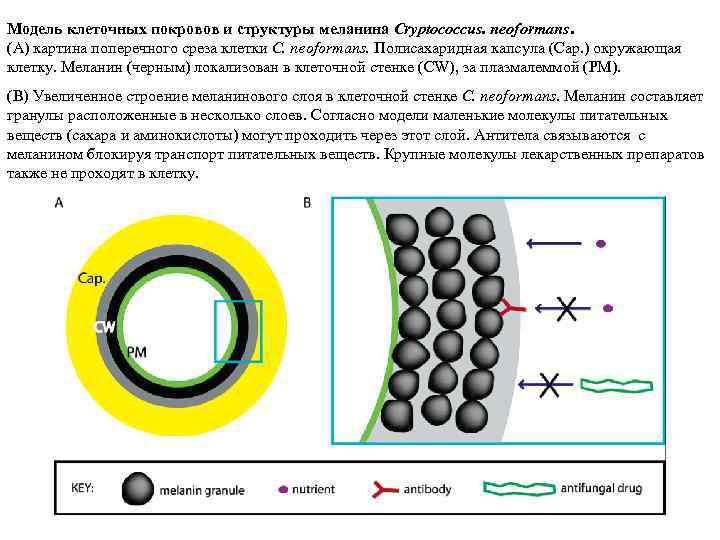 Модель клеточных покровов и структуры меланина Cryptococcus. neoformans. (A) картина поперечного среза клетки C.