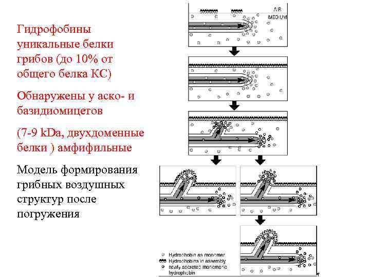 Гидрофобины уникальные белки грибов (до 10% от общего белка КС) Обнаружены у аско- и