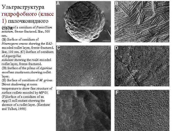 Ультраструктура гидрофобного (класс 1) палочковидного (A) Tip of a conidium of Penicillium слоя freeze-fractured.