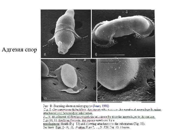 Адгезия спор 