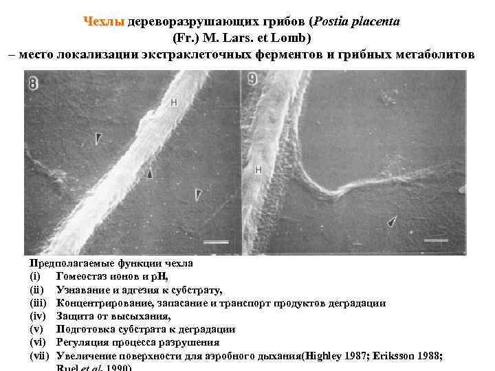 Чехлы дереворазрушающих грибов (Postia placenta (Fr. ) M. Lars. et Lomb) – место локализации