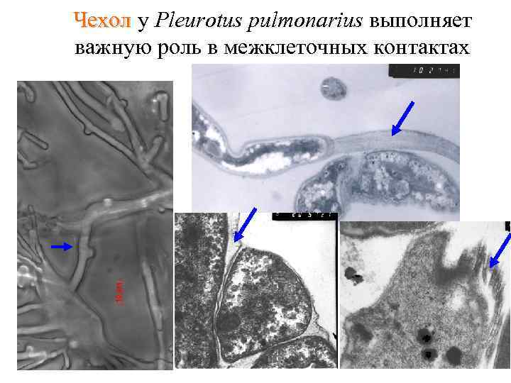 Чехол у Pleurotus pulmonarius выполняет Чехол важную роль в межклеточных контактах 