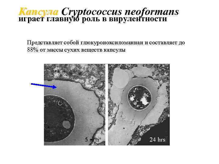 Капсула Cryptococcus neoformans играет главную роль в вирулентности Представляет собой глюкуроноксиломаннан и составляет до
