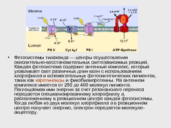  • Фотосистемы тилакоида — центры осуществления окислительно-восстановительных светозависимых реакций. Каждая фотосистема содержит антенный