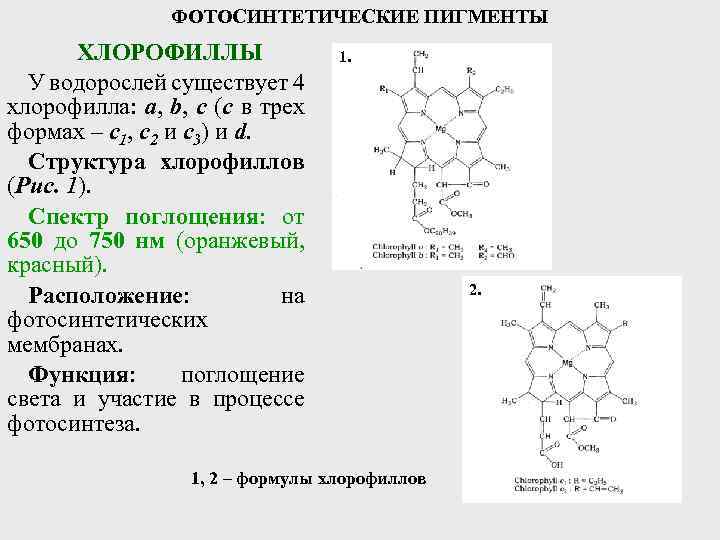 Какие пластиды содержат пигмент хлорофилл