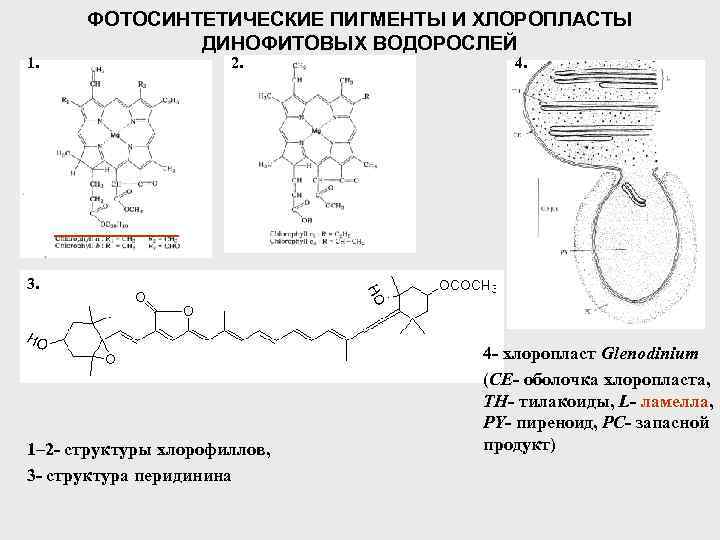 1. ФОТОСИНТЕТИЧЕСКИЕ ПИГМЕНТЫ И ХЛОРОПЛАСТЫ ДИНОФИТОВЫХ ВОДОРОСЛЕЙ 2. 4. 3. 1– 2 - структуры