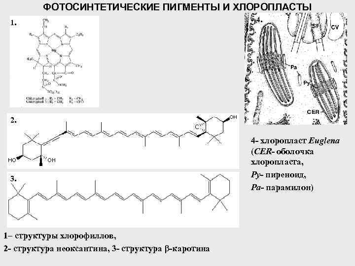 ФОТОСИНТЕТИЧЕСКИЕ ПИГМЕНТЫ И ХЛОРОПЛАСТЫ 1. 4. 2. 3. 1– структуры хлорофиллов, 2 - структура