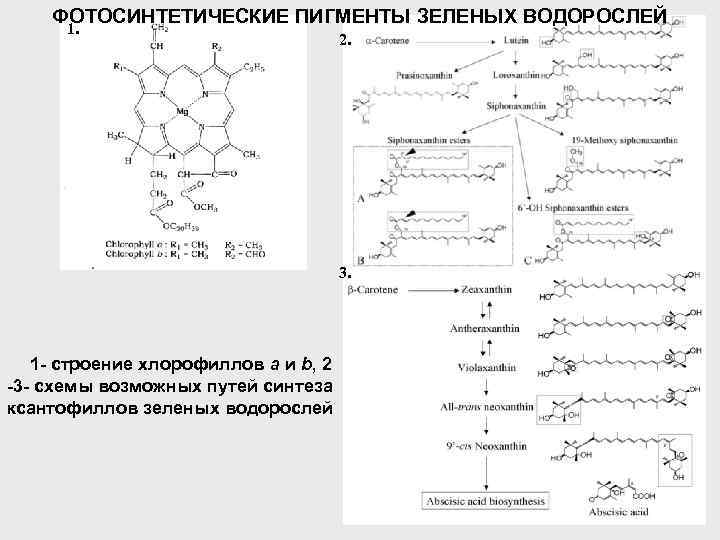 ФОТОСИНТЕТИЧЕСКИЕ ПИГМЕНТЫ ЗЕЛЕНЫХ ВОДОРОСЛЕЙ 1. 2. 3. 1 - строение хлорофиллов a и b,