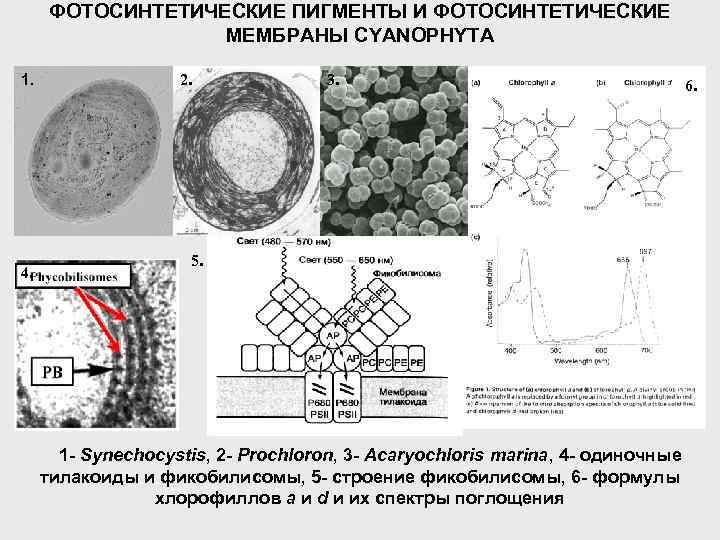 ФОТОСИНТЕТИЧЕСКИЕ ПИГМЕНТЫ И ФОТОСИНТЕТИЧЕСКИЕ МЕМБРАНЫ CYANOPHYTA 1. 4. 2. 3. 6. 5. 1 -