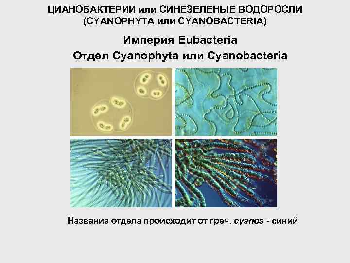 ЦИАНОБАКТЕРИИ или СИНЕЗЕЛЕНЫЕ ВОДОРОСЛИ (CYANOPHYTA или CYANOBACTERIA) Империя Eubacteria Отдел Cyanophyta или Cyanobacteria Название