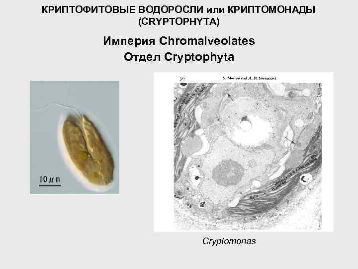 КРИПТОФИТОВЫЕ ВОДОРОСЛИ или КРИПТОМОНАДЫ (CRYPTOPHYTA) Империя Chromalveolates Отдел Cryptophyta Cryptomonas 