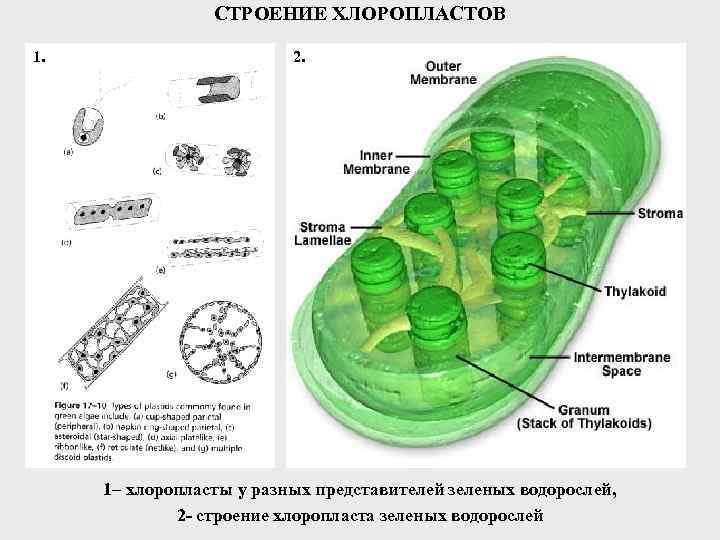 Сходство хлоропластов