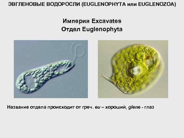 ЭВГЛЕНОВЫЕ ВОДОРОСЛИ (EUGLENOPHYTA или EUGLENOZOA) Империя Excavates Отдел Euglenophyta Название отдела происходит от греч.
