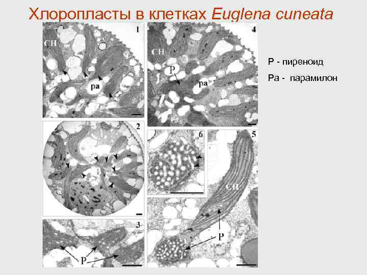 Хлоропласты в клетках Euglena cuneata P - пиреноид Pa - парамилон 