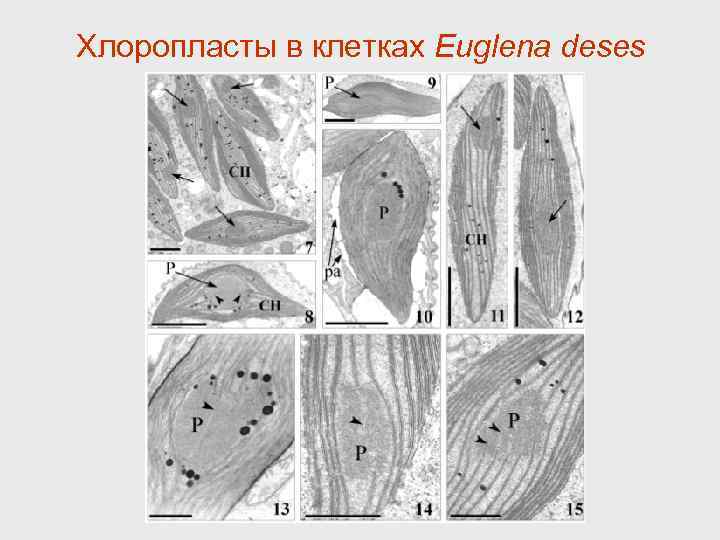 Хлоропласты в клетках Euglena deses 