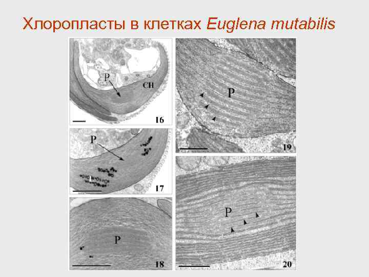 Хлоропласты в клетках Euglena mutabilis 