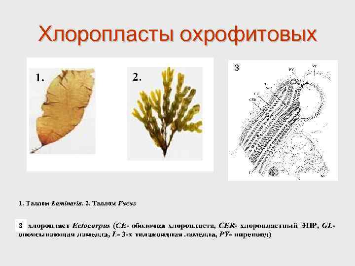 Хлоропласты охрофитовых 3 1. Таллом Laminaria. 2. Таллом Fucus 3 