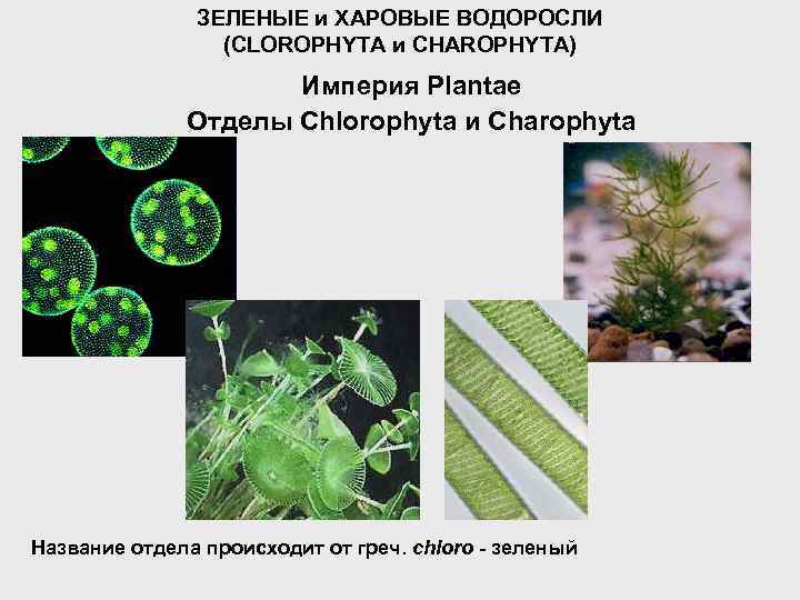 ЗЕЛЕНЫЕ и ХАРОВЫЕ ВОДОРОСЛИ (CLOROPHYTA и CHAROPHYTA) Империя Plantae Отделы Chlorophyta и Charophyta Название