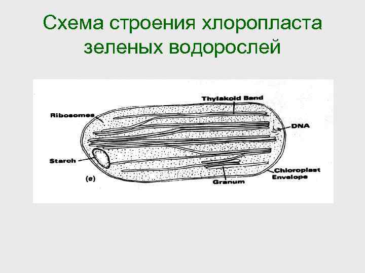 Схема строения хлоропласта зеленых водорослей 