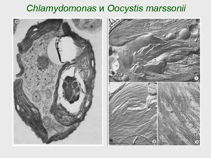 Chlamydomonas и Oocystis marssonii 