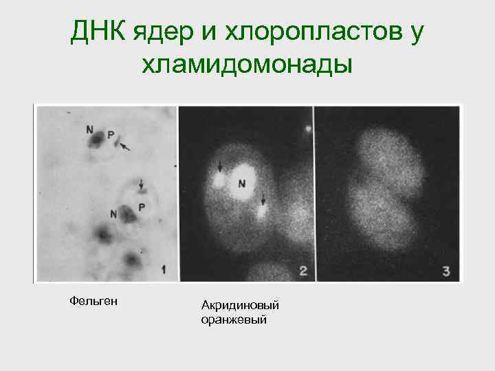 ДНК ядер и хлоропластов у хламидомонады Фельген Акридиновый оранжевый 
