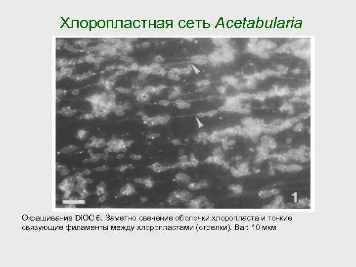 Хлоропластная сеть Acetabularia Окрашивание Di. OC 6. Заметно свечение оболочки хлоропласта и тонкие связующие