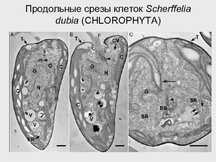 Продольные срезы клеток Scherffelia dubia (CHLOROPHYTA) 