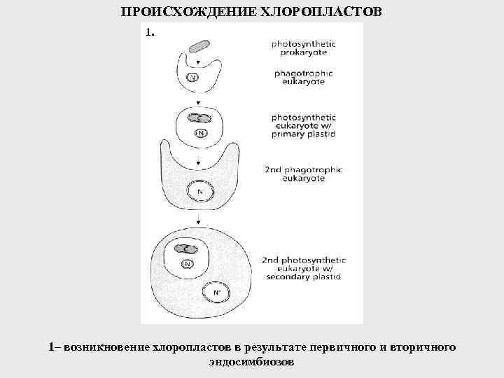 ПРОИСХОЖДЕНИЕ ХЛОРОПЛАСТОВ 1. 1– возникновение хлоропластов в результате первичного и вторичного эндосимбиозов 