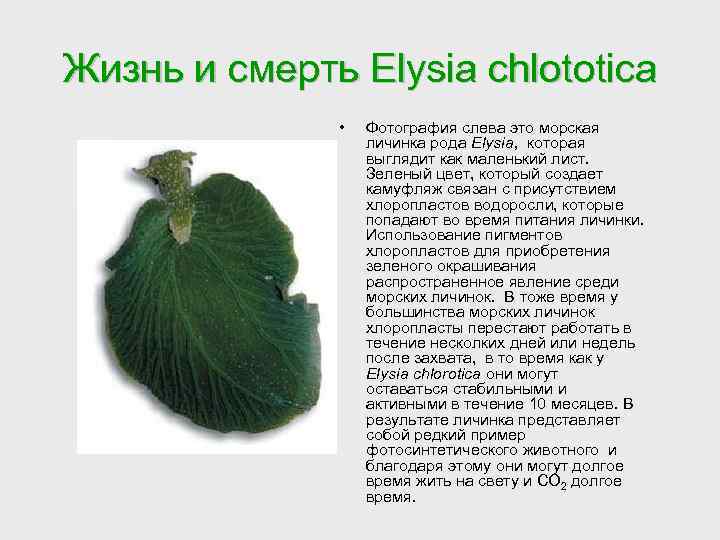 Жизнь и смерть Elysia chlototica • Фотография слева это морская личинка рода Elysia, которая