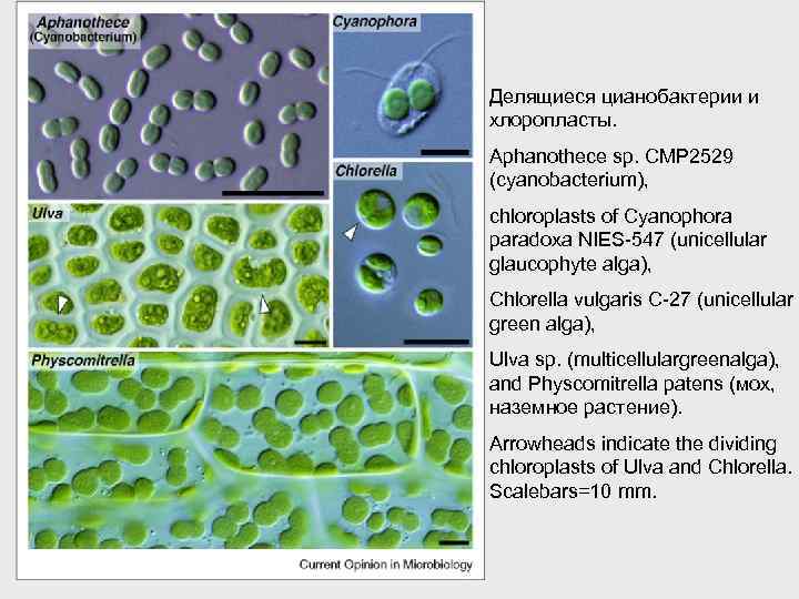 Делящиеся цианобактерии и хлоропласты. Aphanothece sp. CMP 2529 (cyanobacterium), chloroplasts of Cyanophora paradoxa NIES-547