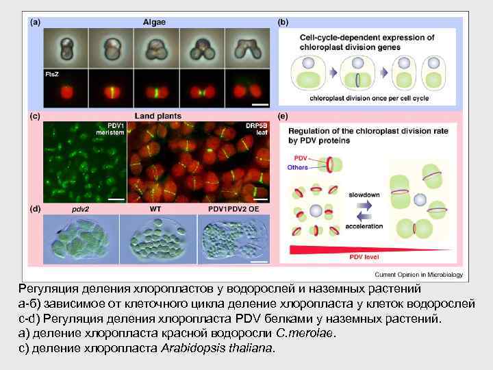 Регуляция деления хлоропластов у водорослей и наземных растений а-б) зависимое от клеточного цикла деление