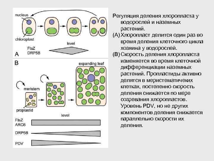 Регуляция деления хлоропласта у водорослей и наземных растений. (A) Хлоропласт делится один раз во