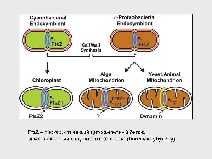 Fts. Z – прокариотический цитоскелетный белок, локализованный в строме хлоропласта (близок к тубулину) 