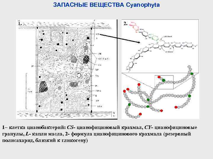 ЗАПАСНЫЕ ВЕЩЕСТВА Cyanophyta 1. 2. 1– клетка цианобактерий: CS- цианофициновый крахмал, CY- цианофициновые гранулы,