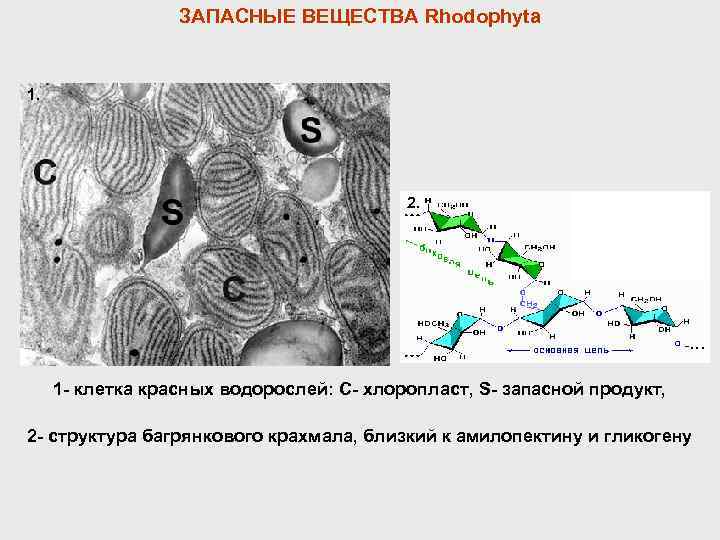 ЗАПАСНЫЕ ВЕЩЕСТВА Rhodophyta 1. 2. 1 - клетка красных водорослей: C- хлоропласт, S- запасной