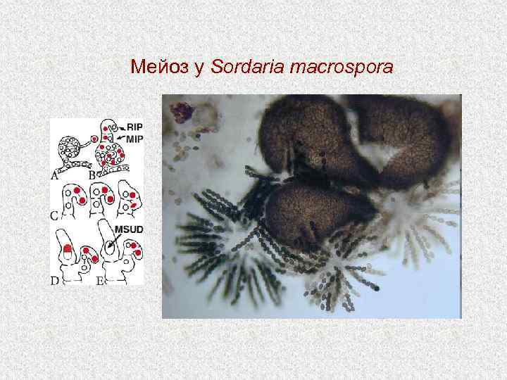 Мейоз у Sordaria macrospora 