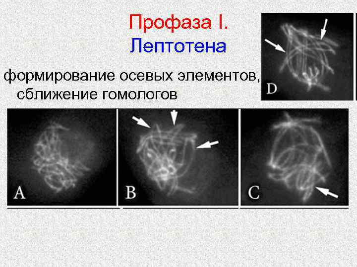 Профаза I. Лептотена формирование осевых элементов, сближение гомологов 