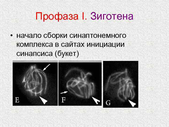 Профаза I. Зиготена • начало сборки синаптонемного комплекса в сайтах инициации синапсиса (букет) 