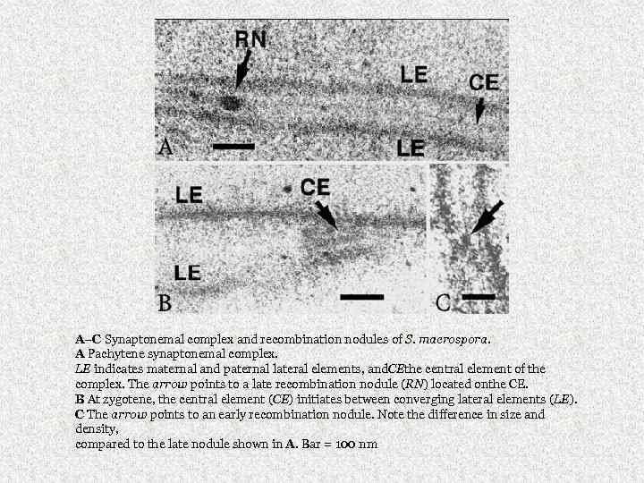 A–C Synaptonemal complex and recombination nodules of S. macrospora. A Pachytene synaptonemal complex. LE