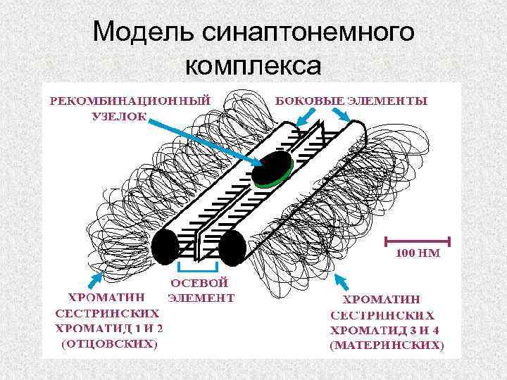 Модель синаптонемного комплекса 