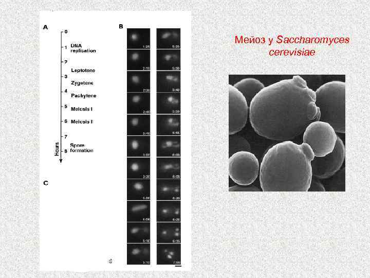 Споры мейоз. Saccharomyces cerevisiae систематика. Морфологические особенности Saccharomyces cerevisiae. Saccharomyces cerevisiae реакции. Мейоз у грибов.