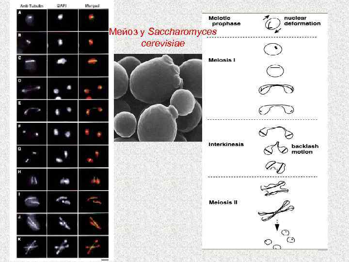 Споры мейоз. Жизненный цикл Saccharomyces cerevisiae. Saccharomyces cerevisiae классификация. Жизненный цикл дрожжей Saccharomyces cerevisiae. Saccharomyces cerevisiae аскоспоры.